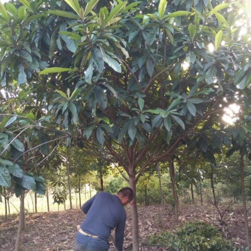 大量供应各类规格枇杷，10至15精品枇杷树，可现场看货