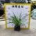【吊兰倒吊兰土洋参】各种规格欢迎咨询详谈