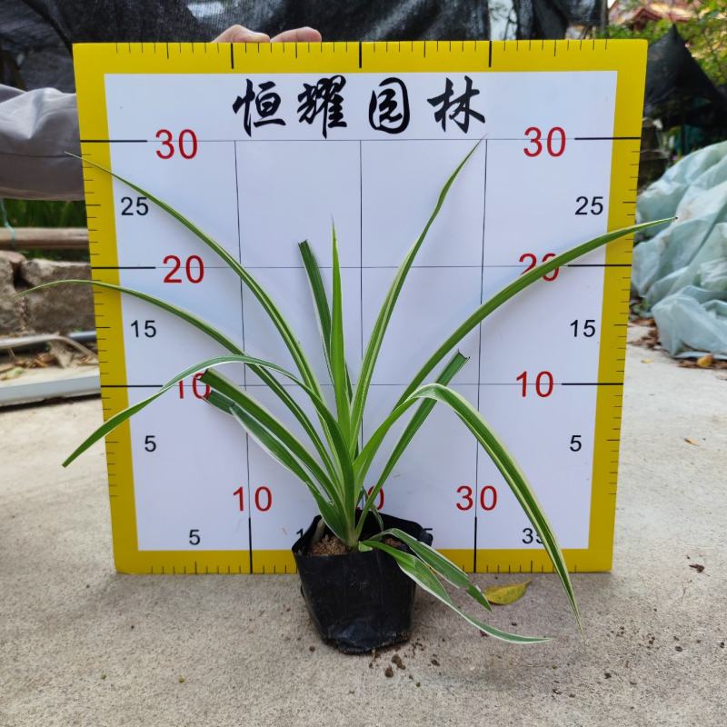 【吊兰倒吊兰土洋参】各种规格欢迎咨询详谈