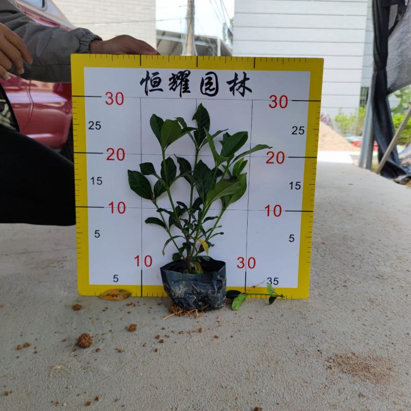 【大叶栀子花黄栀子栀子花】各种规格欢迎咨询详谈