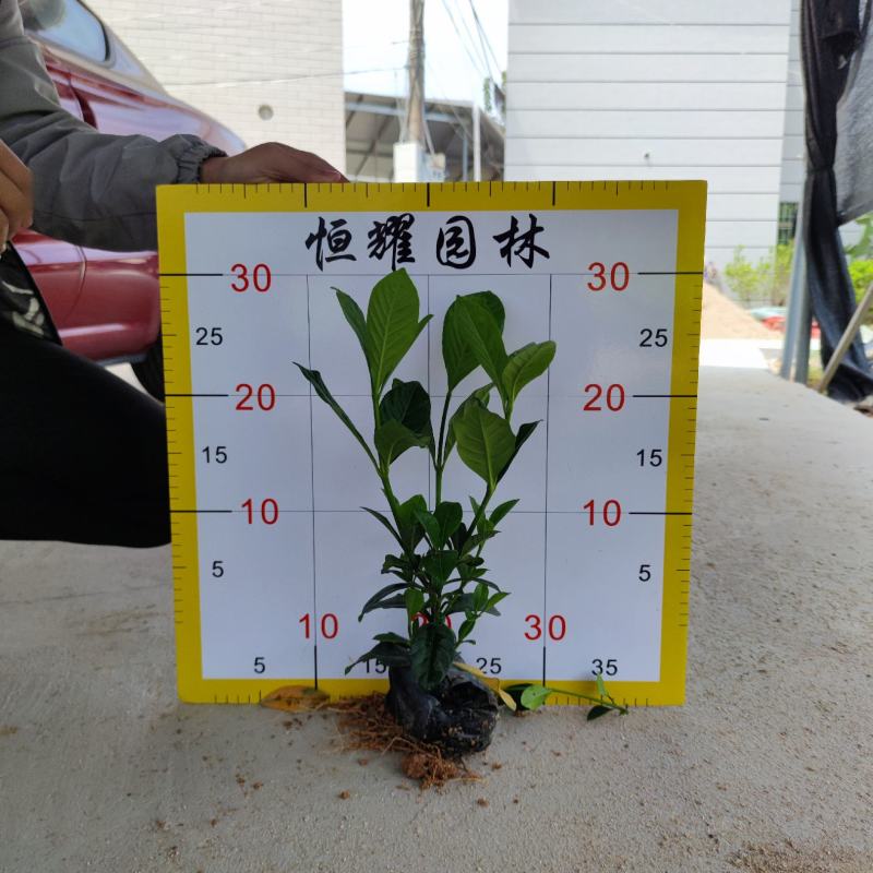 【大叶栀子花黄栀子栀子花】各种规格欢迎咨询详谈