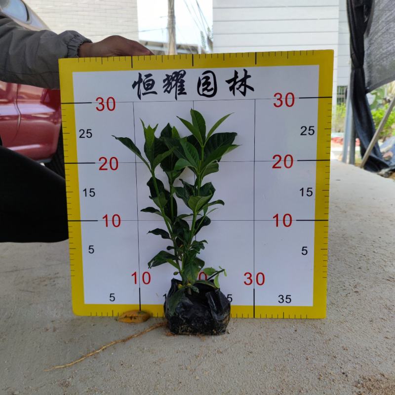 【大叶栀子花黄栀子栀子花】各种规格欢迎咨询详谈