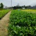 【大叶栀子花黄栀子栀子花】各种规格欢迎咨询详谈