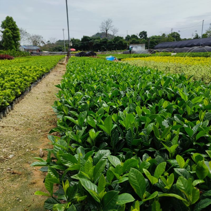 【大叶栀子花黄栀子栀子花】各种规格欢迎咨询详谈