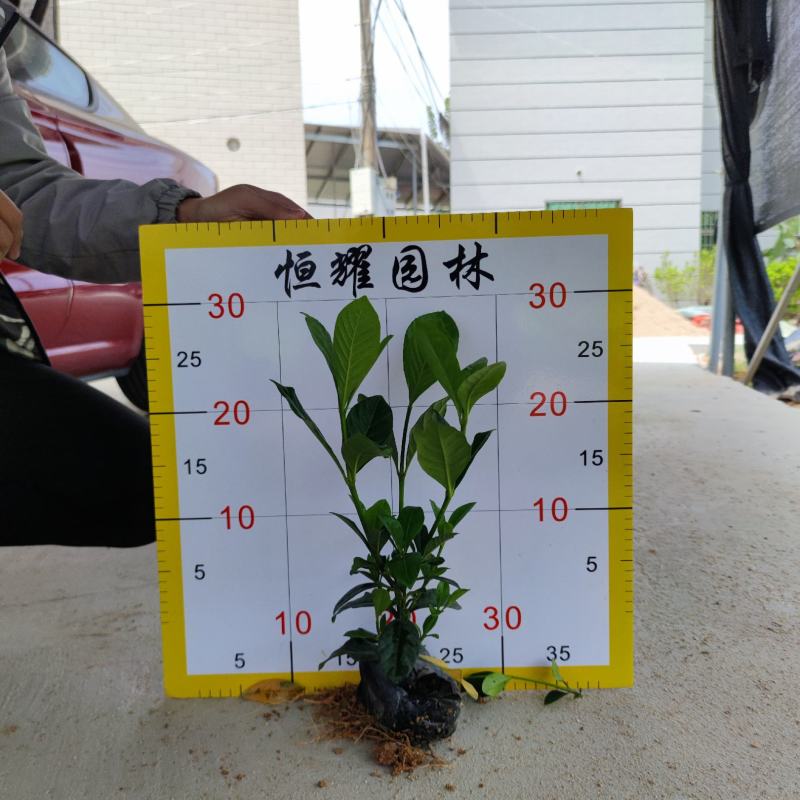 【大叶栀子花黄栀子栀子花】各种规格欢迎咨询详谈