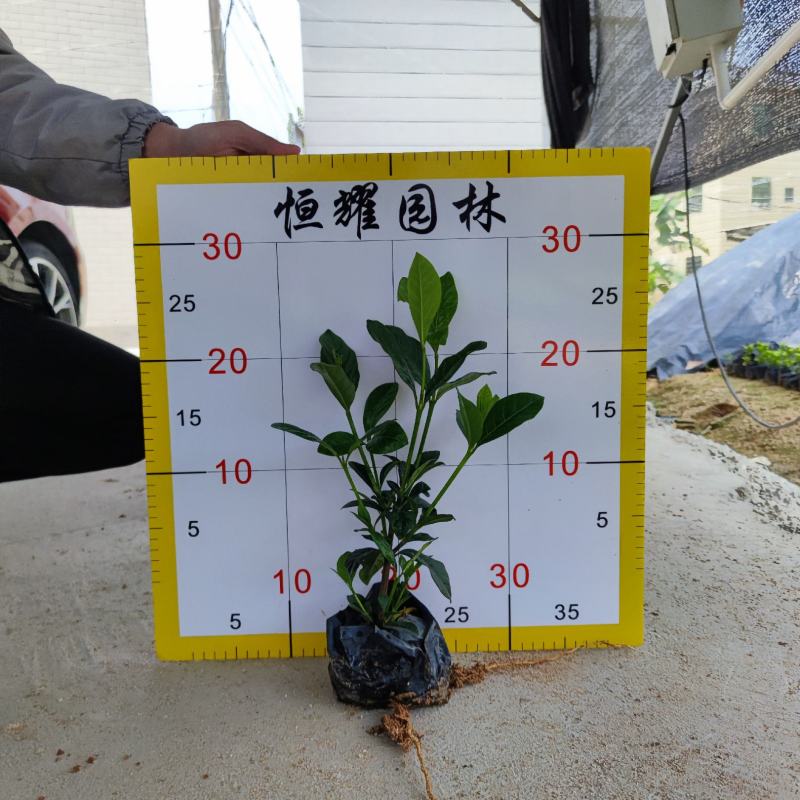 【大叶栀子花黄栀子栀子花】各种规格欢迎咨询详谈