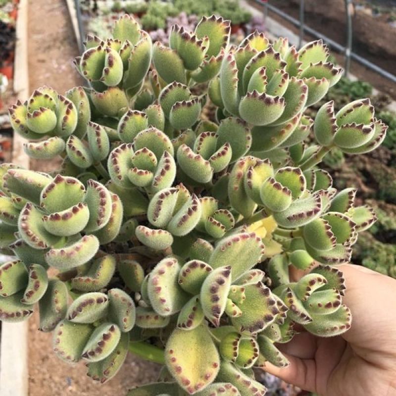 熊童子多肉植物大老桩庄肉多多大颗巨型稀品种熊童子清棚熊掌
