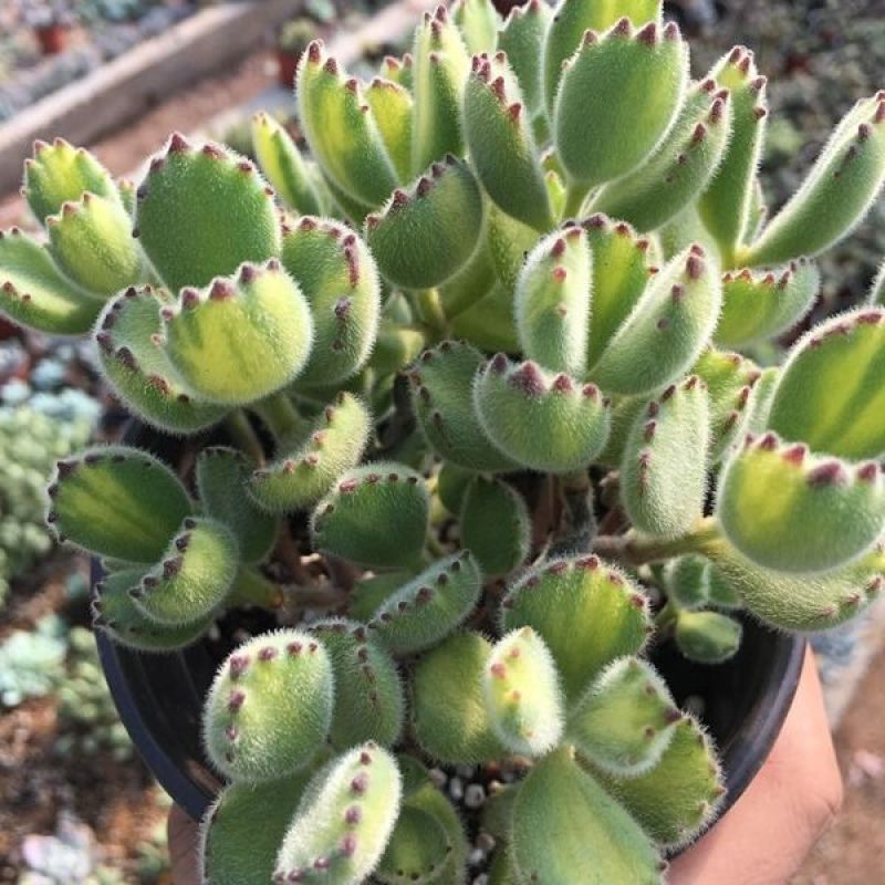 熊童子多肉植物大老桩庄肉多多大颗巨型稀品种熊童子清棚熊掌
