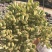 熊童子多肉植物大老桩庄肉多多大颗巨型稀品种熊童子清棚熊掌