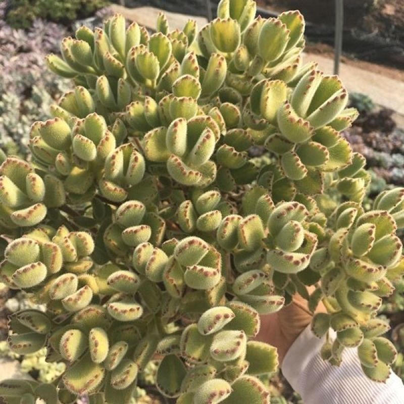 熊童子多肉植物大老桩庄肉多多大颗巨型稀品种熊童子清棚熊掌