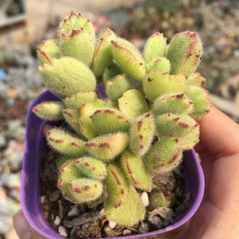 熊童子多肉植物大老桩庄肉多多大颗巨型稀品种熊童子清棚熊掌