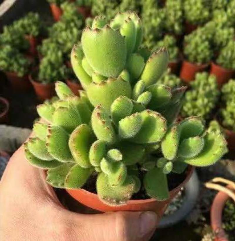 熊童子多肉植物大老桩庄肉多多大颗巨型稀品种熊童子清棚熊掌