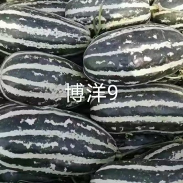 甜瓜博洋9号羊角蜜1斤以上产地现货量大货源充足