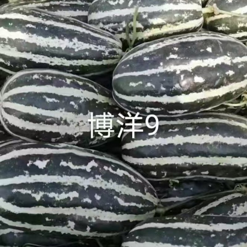 甜瓜博洋9号羊角蜜1斤以上产地现货量大货源充足