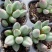 小红嘴水泡哈默水泡多肉植植物如图所示基地直发量大优惠