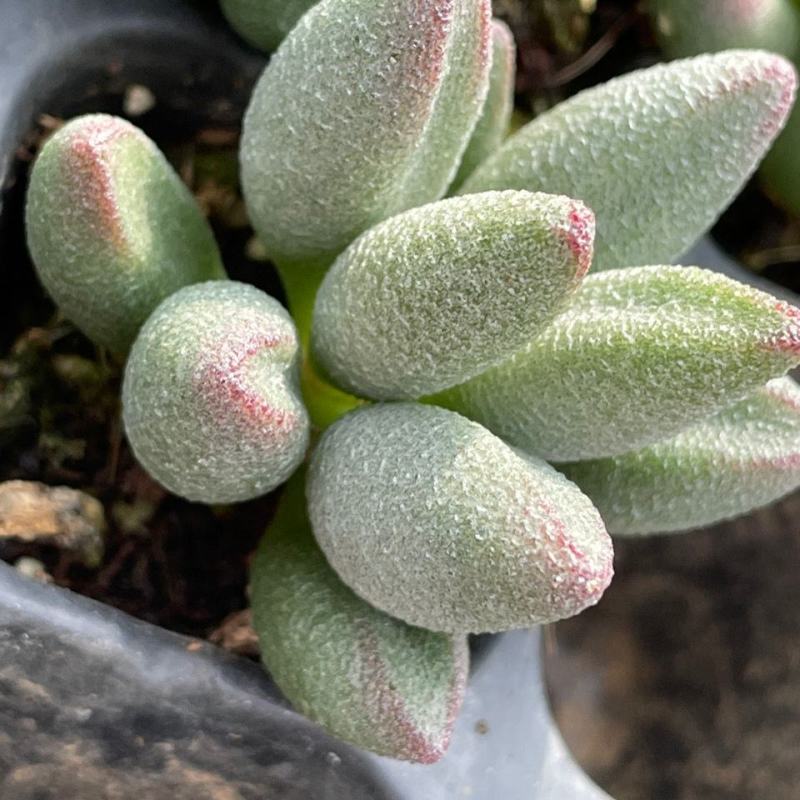 小红嘴水泡哈默水泡多肉植植物如图所示基地直发量大优惠