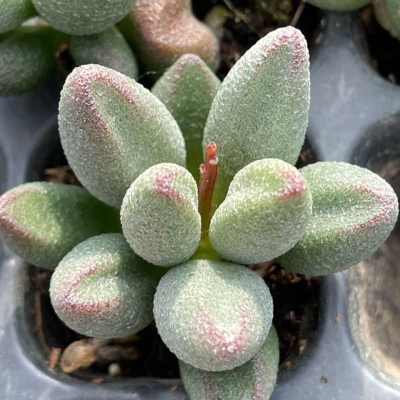 小红嘴水泡哈默水泡多肉植植物如图所示基地直发量大优惠