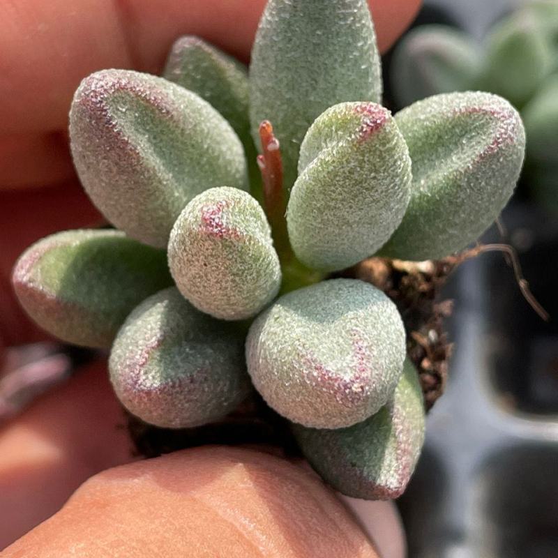 小红嘴水泡哈默水泡多肉植植物如图所示基地直发量大优惠