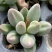 小红嘴水泡哈默水泡多肉植植物如图所示基地直发量大优惠