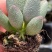 小红嘴水泡哈默水泡多肉植植物如图所示基地直发量大优惠