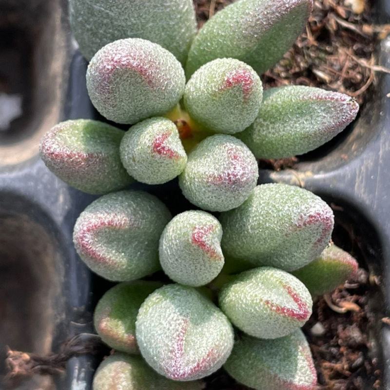 小红嘴水泡哈默水泡多肉植植物如图所示基地直发量大优惠