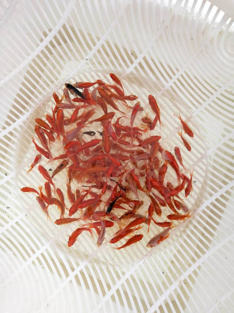红鲫鱼