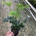 出售鸭脚木大袋，工程苗，基地直销。