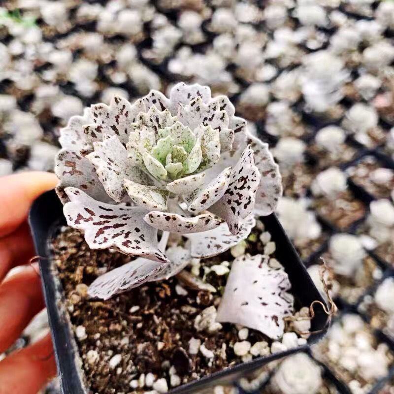 稀有品种白雀扇蝴蝶翅膀多肉姬宫多肉植物花卉绿植盆栽防辐射