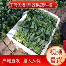 精品菠菜20-28厘米常年供应大量现货欢迎咨询产地直发