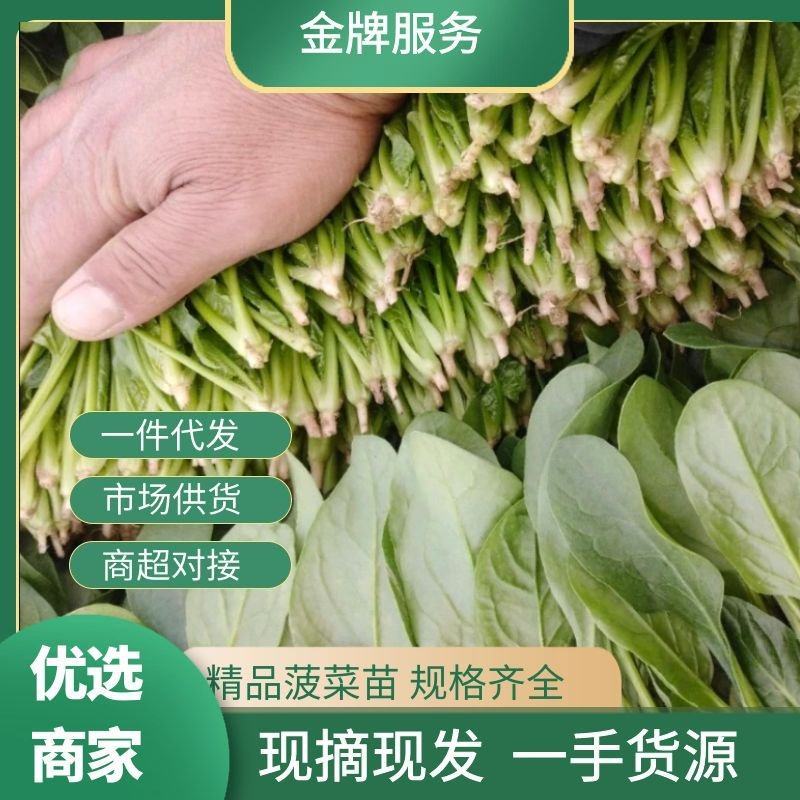 山东菠菜苗一手货源基地现挖现发量大优惠