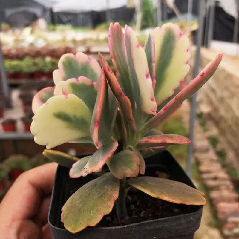 蝴蝶之舞锦多肉植物玉吊钟多头群生小老桩桌面绿植花卉盆栽