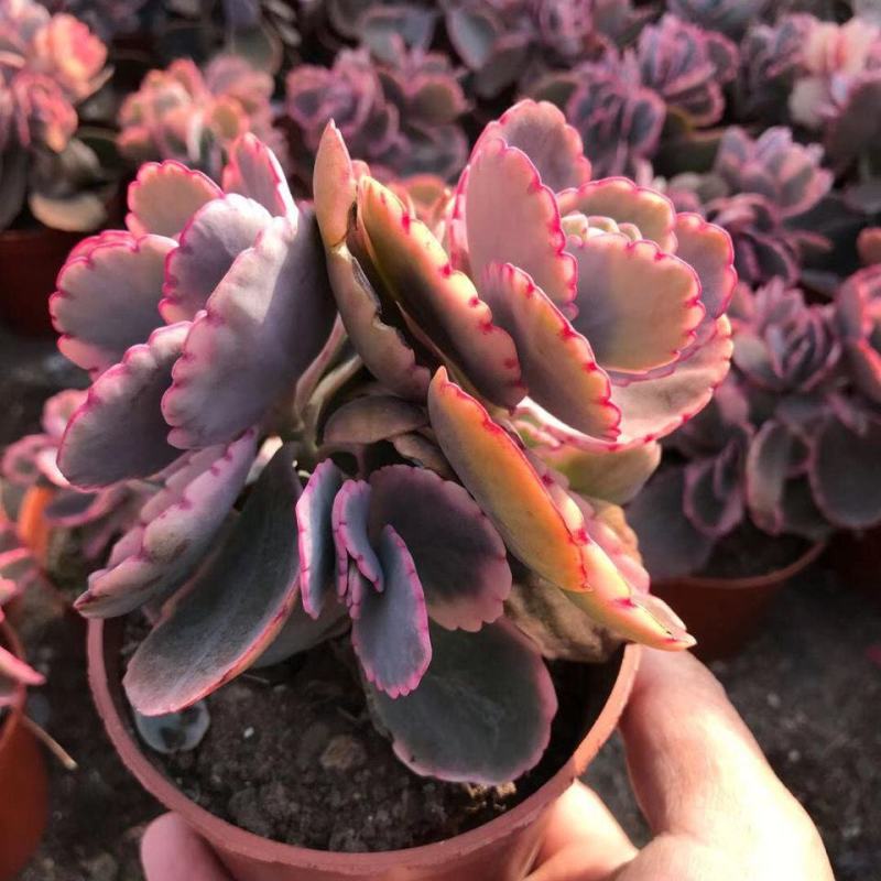 蝴蝶之舞锦多肉植物玉吊钟多头群生小老桩桌面绿植花卉盆栽