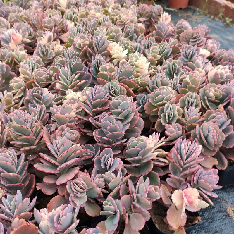 蝴蝶之舞锦多肉植物玉吊钟多头群生小老桩桌面绿植花卉盆栽