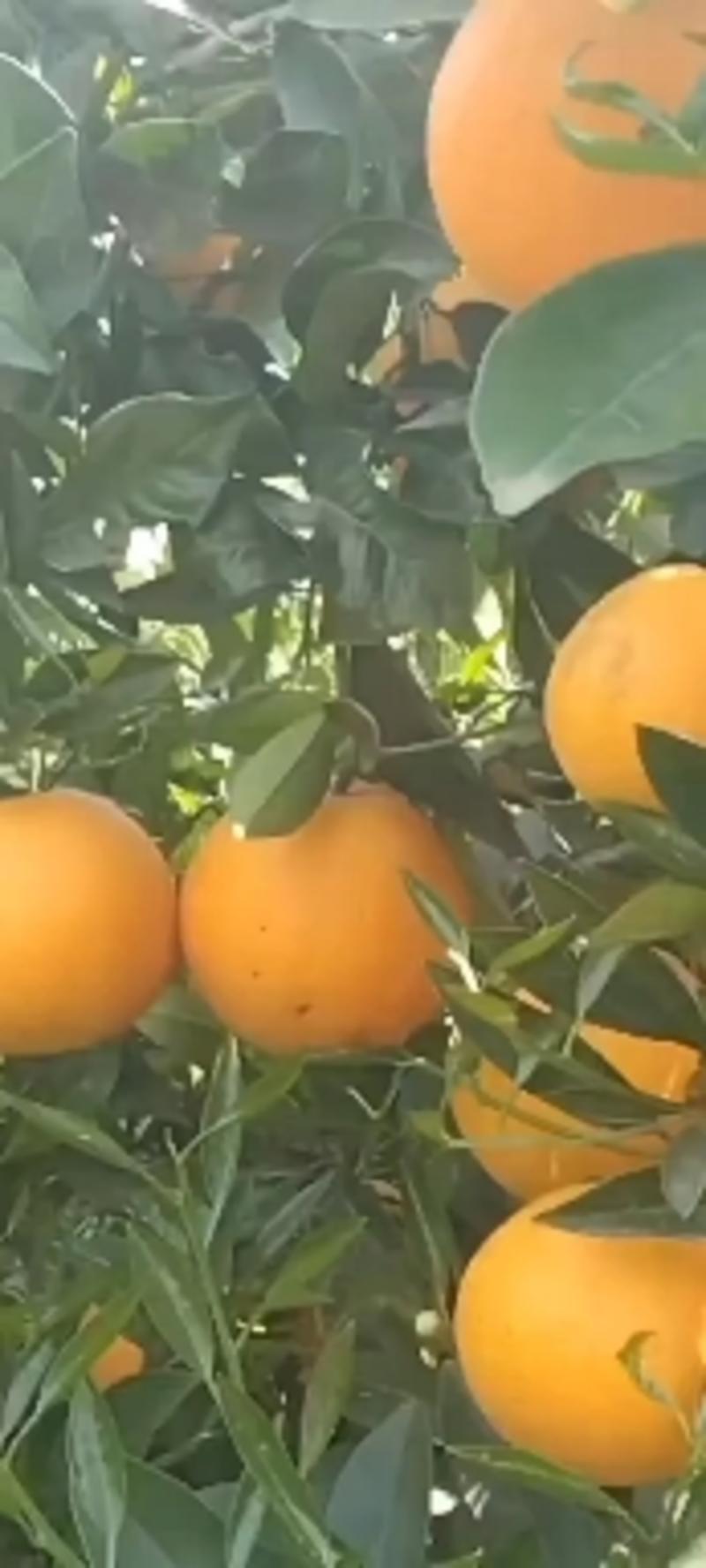 夏橙产地大量上市啦，火爆销售中，皮薄肉厚，果面干净，靓货