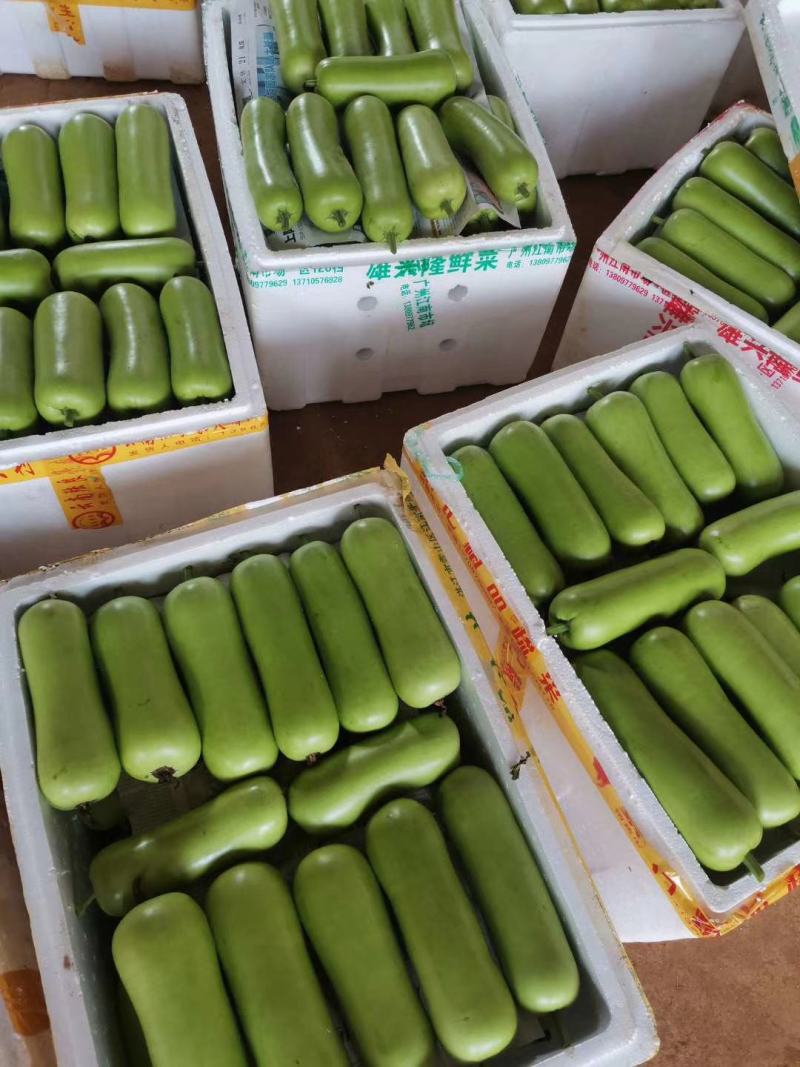 福建漳州漳浦弧瓜葫芦瓜蒲瓜现摘现卖货源充足一手货源