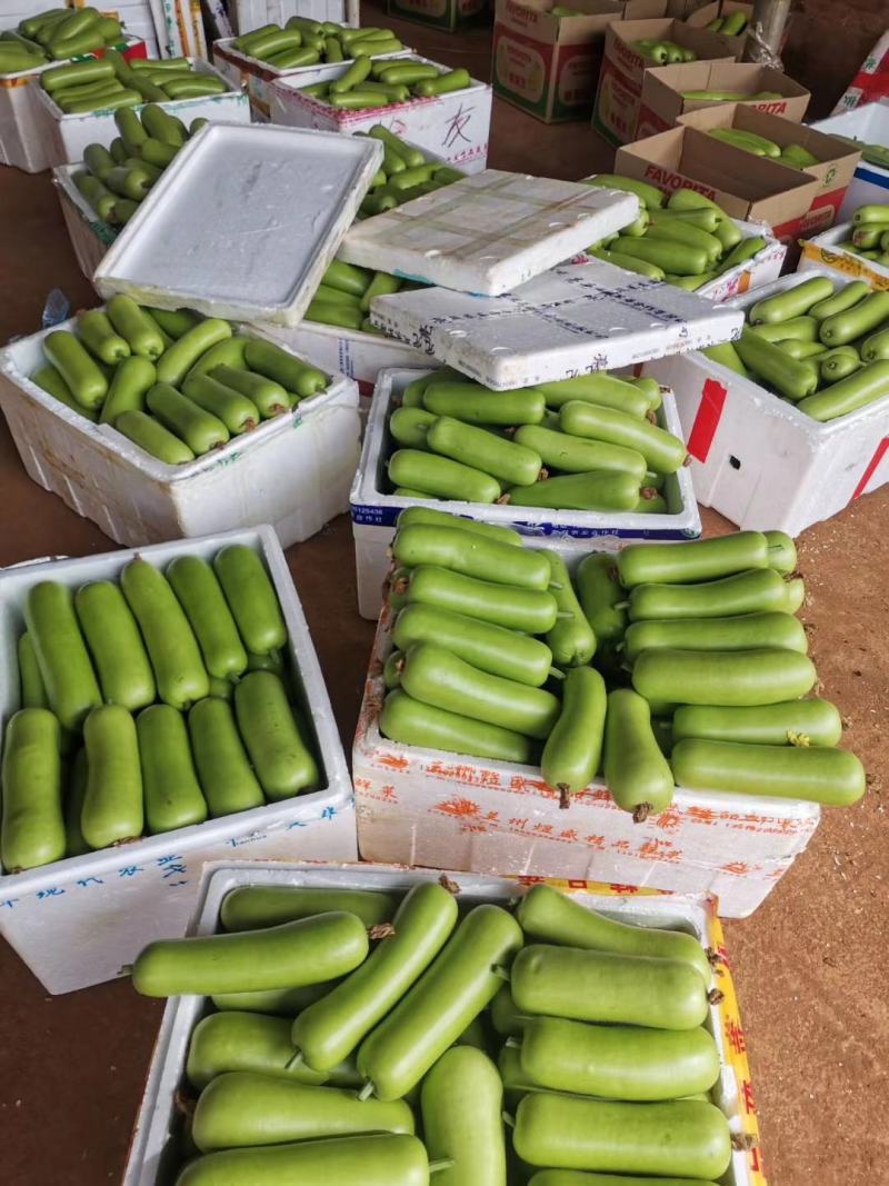 福建漳州漳浦弧瓜葫芦瓜蒲瓜现摘现卖货源充足一手货源