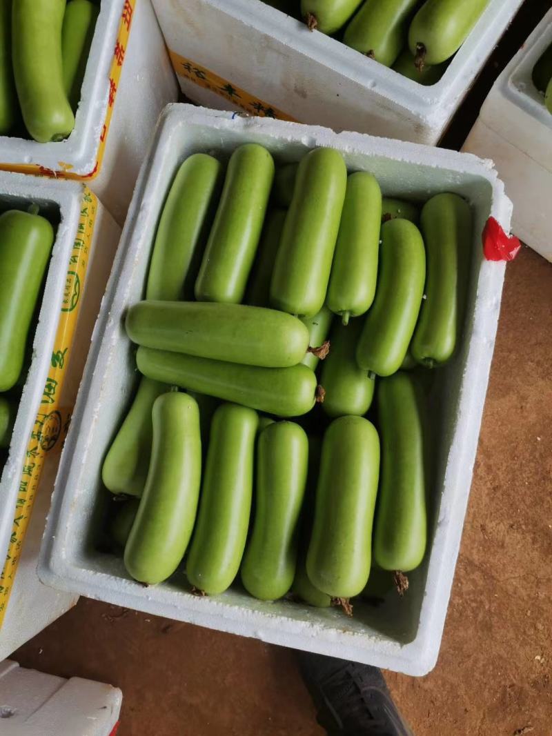 福建漳州漳浦弧瓜葫芦瓜蒲瓜现摘现卖货源充足一手货源