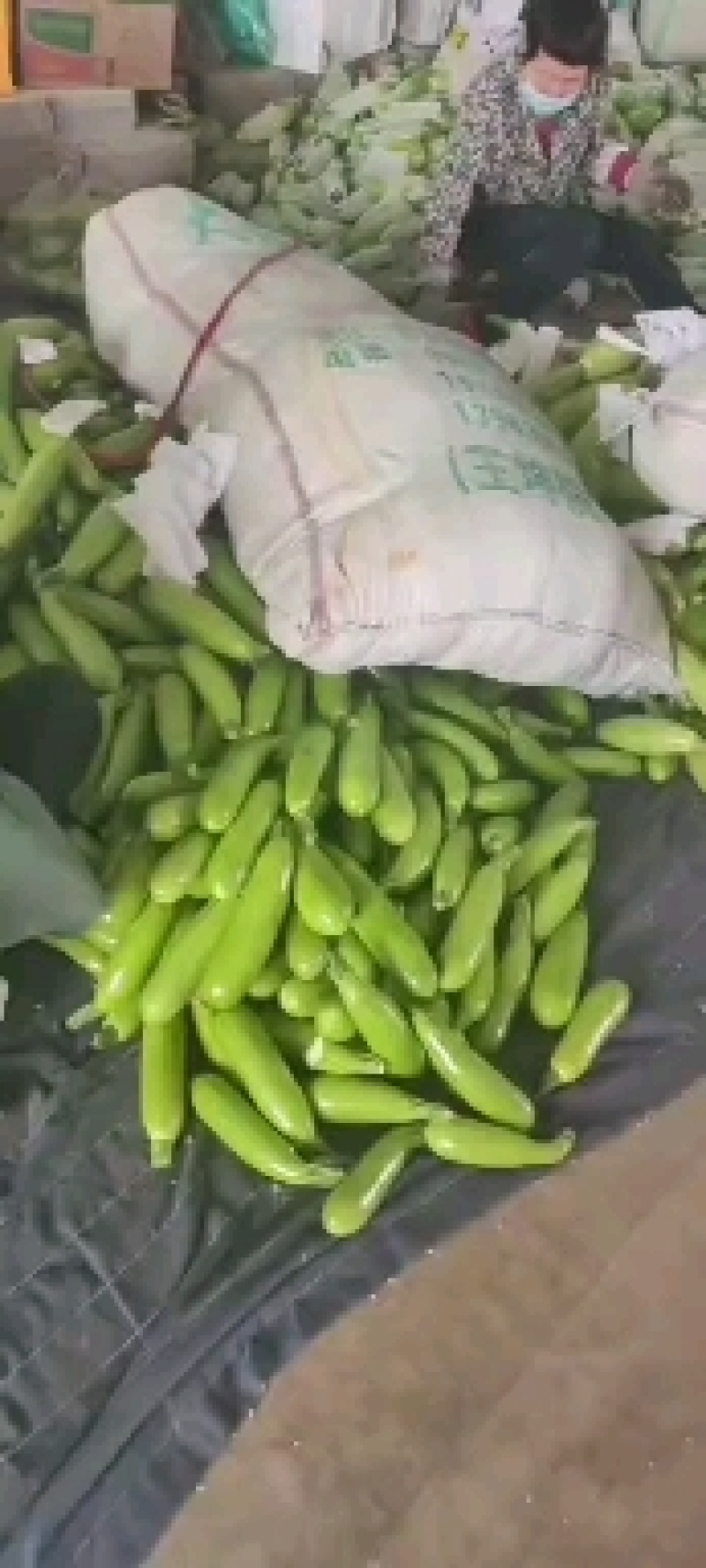 精品西葫芦大量上市价格便宜，绿条！可视频看货装花车