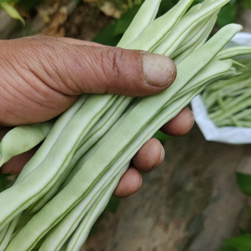 白不老，九粒白，大棚货，
