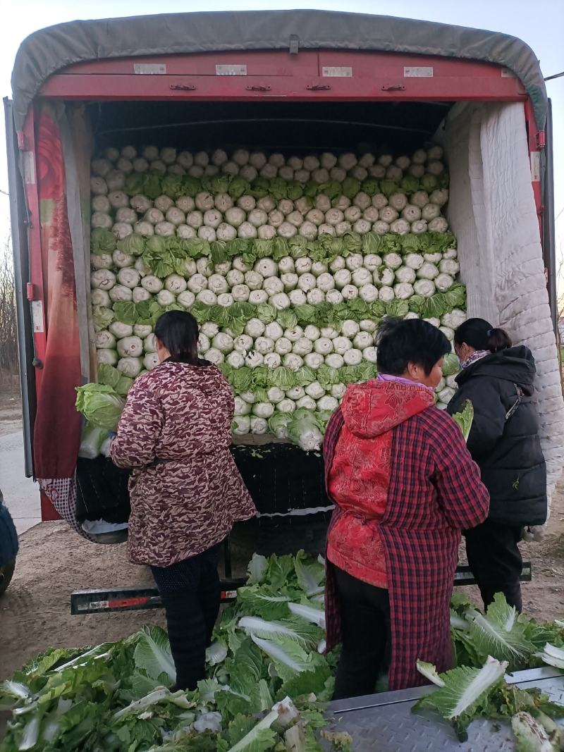 定州市黄心白菜产地直发。不烧心无斑点种植面积大。
