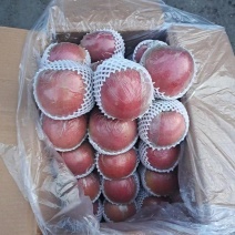 批发苹果