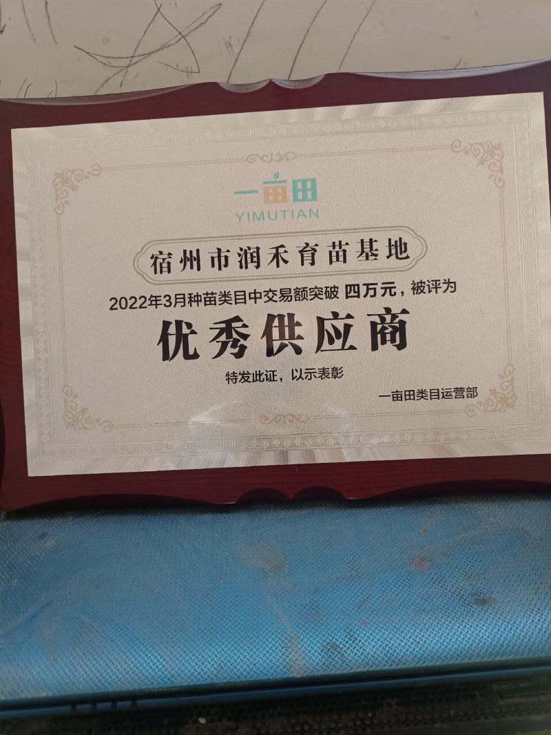 （精品）辣椒苗薄皮椒苗泡椒苗青椒苏椒5号成活率高