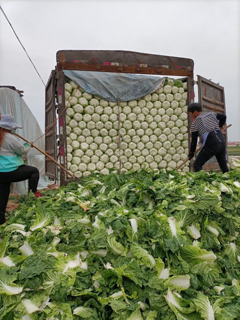 定州市黄心白菜产地直发。不烧心无斑点种植面积大。