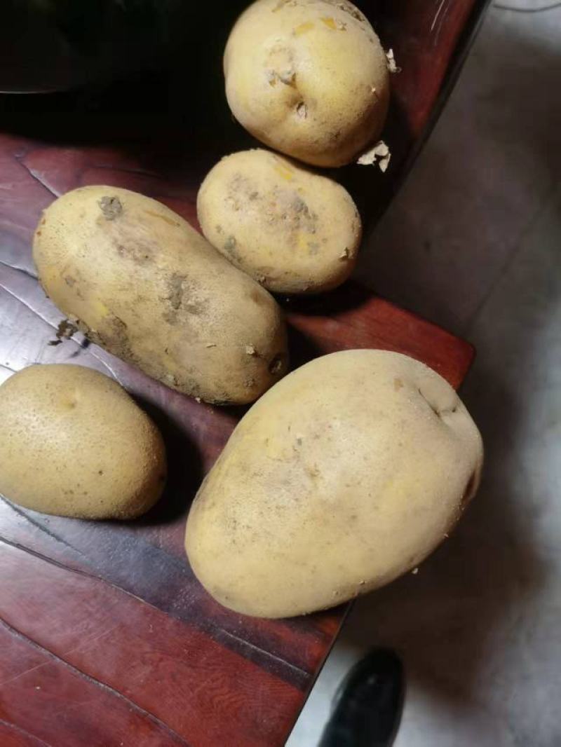 土豆大量上市可供电商，超市，市场，社区团购等，欢迎来电骚