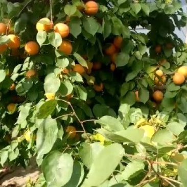河南安阳杏，油桃，毛桃，毛蟠桃，油蟠桃，西瓜