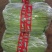 精品豆王豆角,颜色深绿,粗细均匀,保质保量欢迎咨询