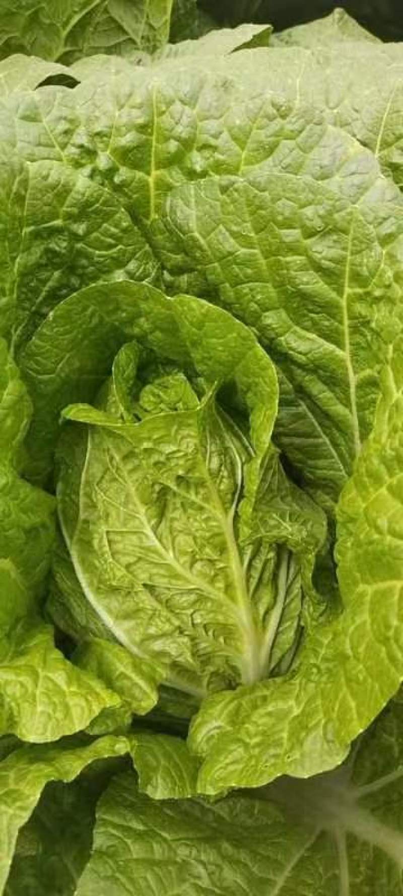黄心大白菜，产地直发！无烧心，起胎，虫眼！
