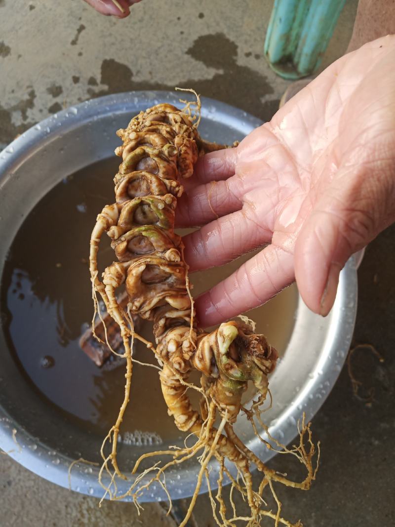 基地热销中中药材竹节参(白三七丿四川品种种苗支持实地考察