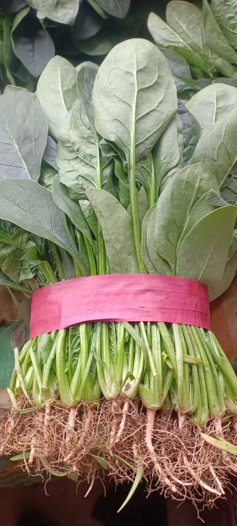 菠菜。颜色深绿，可供山东河南全国各大市场超市