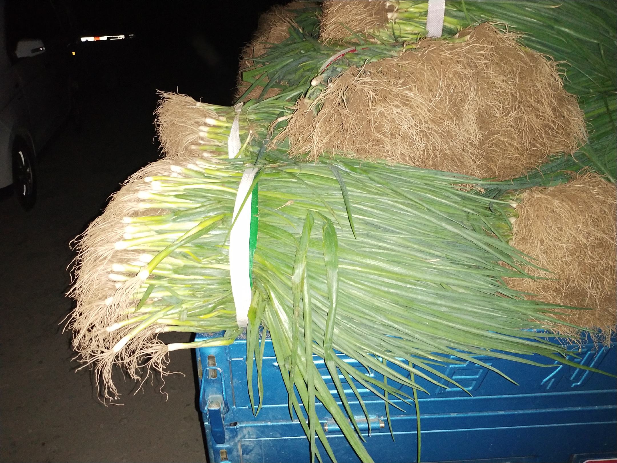 山东铁杆葱物流运输图